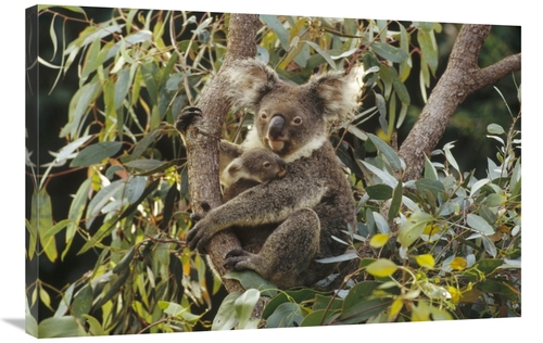 Global Gallery GCS-452881-2436-142 24 x 36 in. Koala Mother & Three Mo