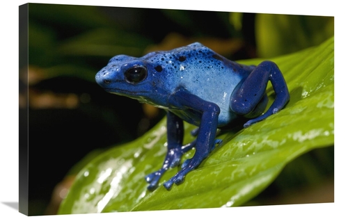 Global Gallery GCS-450921-2030-142 20 x 30 in. Blue Poison Dart Frog V