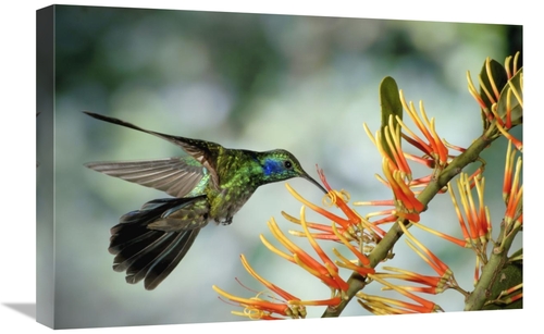 Global Gallery GCS-397244-1624-142 16 x 24 in. Green Violet-Ear Hummin