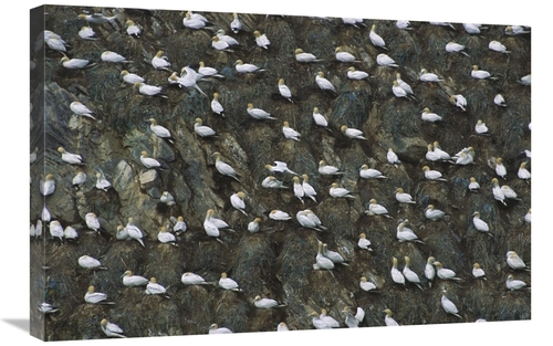 Global Gallery GCS-451750-2030-142 20 x 30 in. Northern Gannet Nesting
