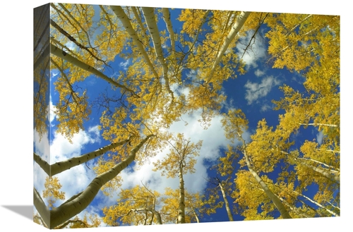 Global Gallery GCS-396928-1216-142 12 x 16 in. Looking Up at Blue Sky 