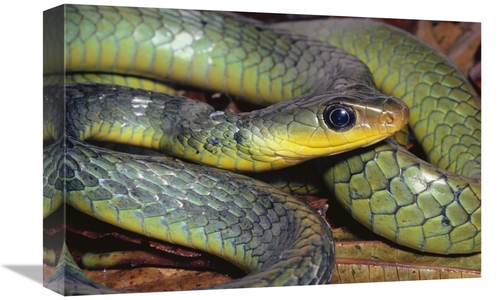 Global Gallery GCS-397237-1218-142 12 x 18 in. Green Racer Close-Up