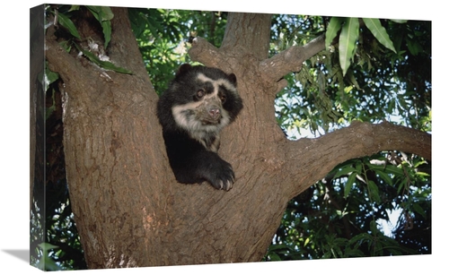 Global Gallery GCS-451508-1624-142 16 x 24 in. Spectacled Bear Resting