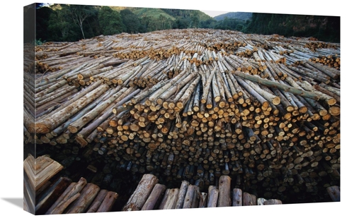 Global Gallery GCS-397737-1624-142 16 x 24 in. Gum Tree Lumber, th