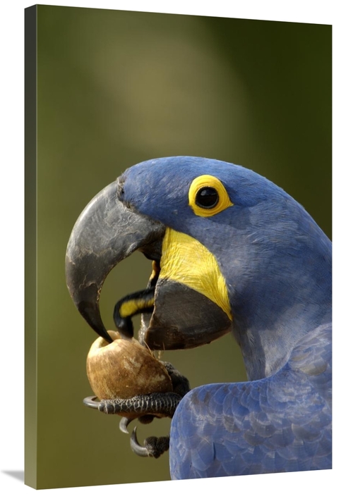 Global Gallery GCS-453147-2436-142 24 x 36 in. Hyacinth Macaw Cracking