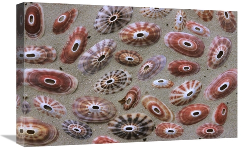 Global Gallery GCS-398247-1624-142 16 x 24 in. Keyhole Limpet Shells o