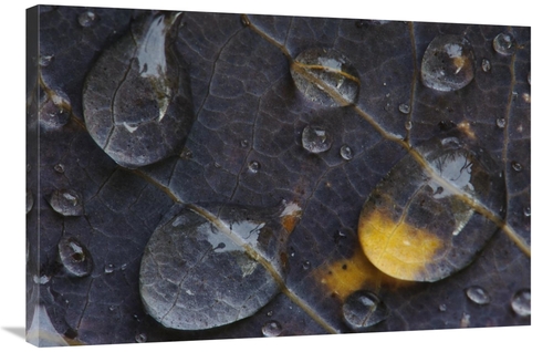 Global Gallery GCS-398063-2436-142 24 x 36 in. Water Drops on A Leaf&#