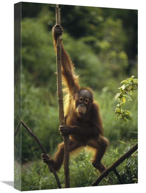 Global Gallery GCS-452477-1624-142 16 x 24 in. Orangutan Juvenile Hang