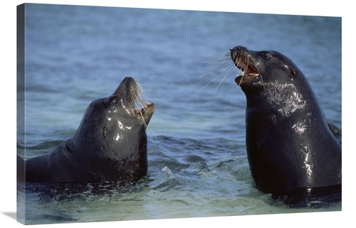 Global Gallery GCS-451077-2436-142 24 x 36 in. Galapagos Sea Lion Bull