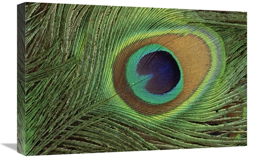 Global Gallery GCS-395757-1624-142 16 x 24 in. Indian Peafowl Display 