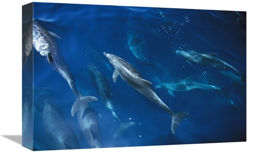 Global Gallery GCS-450720-1218-142 12 x 18 in. Bottlenose Dolphin Pod&