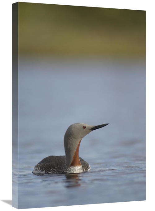 Global Gallery GCS-451938-2030-142 20 x 30 in. Red-Throated Loon in Wa