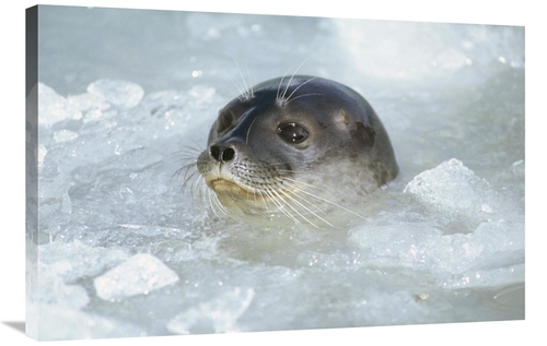 Global Gallery GCS-451310-2436-142 24 x 36 in. Ringed Seal Surfacing i