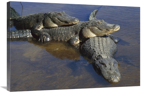 Global Gallery GCS-453378-2436-142 24 x 36 in. American Alligator Thre