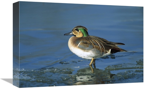 Global Gallery GCS-452516-1218-142 12 x 18 in. Baikal Teal Drake, 