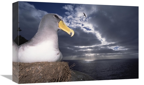 Global Gallery GCS-451776-1218-142 12 x 18 in. Chatham Albatrosses Nes