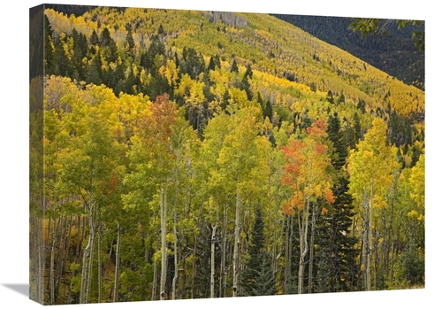 Global Gallery GCS-396872-1824-142 18 x 24 in. Aspen Trees in Autumn&#