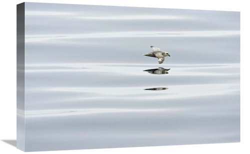 Global Gallery GCS-452715-1624-142 16 x 24 in. Northern Fulmar Flying 