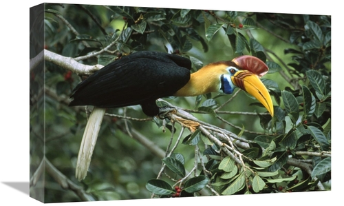 Global Gallery GCS-451134-1218-142 12 x 18 in. Sulawesi Red-Knobbed Ho