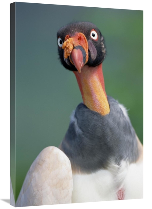 Global Gallery GCS-451531-2436-142 24 x 36 in. King Vulture, Cerro