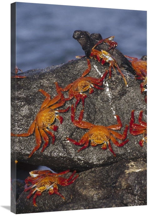 Global Gallery GCS-451194-2436-142 24 x 36 in. Sally Lightfoot Crabs &