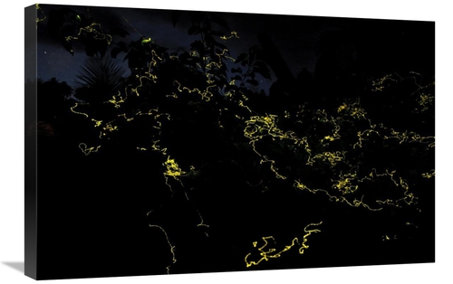 Global Gallery GCS-397561-2030-142 20 x 30 in. Firefly Group Lighting 
