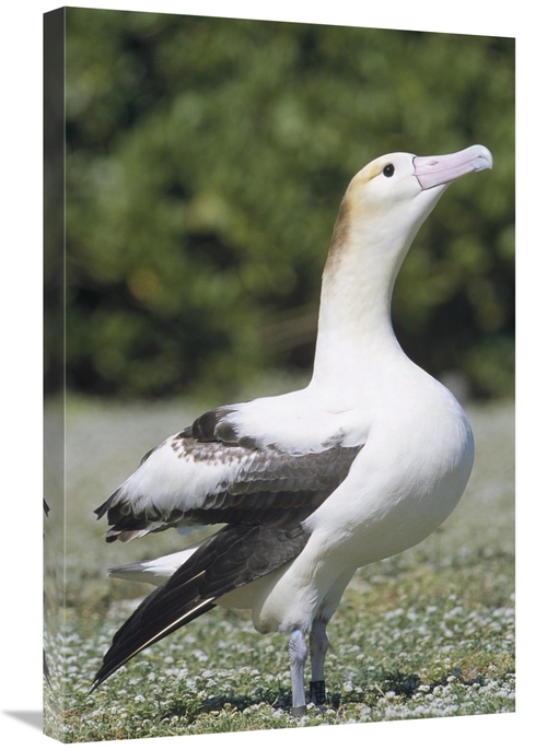 Global Gallery GCS-451445-2030-142 20 x 30 in. Short-Tailed Albatross 