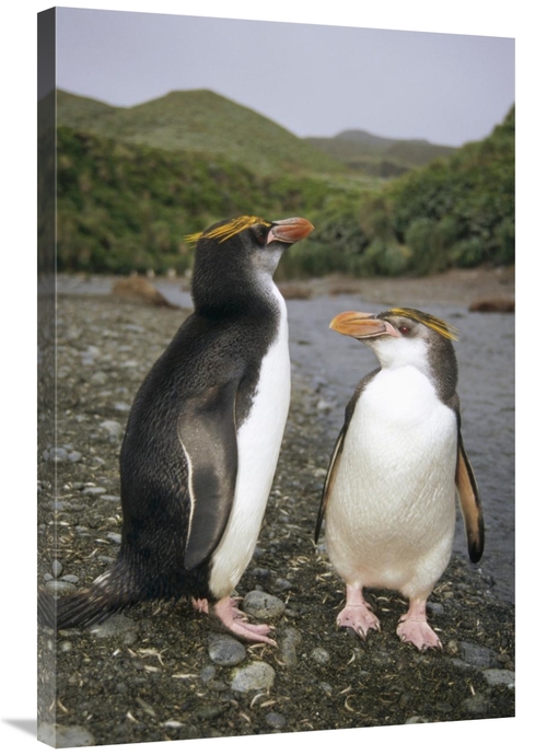 Global Gallery GCS-451060-2436-142 24 x 36 in. Royal Penguin Pair on L
