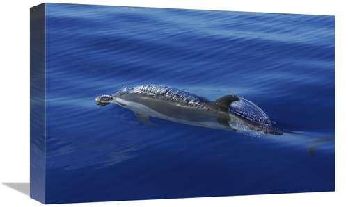 Global Gallery GCS-453577-1218-142 12 x 18 in. Pantropical Spotted Dol