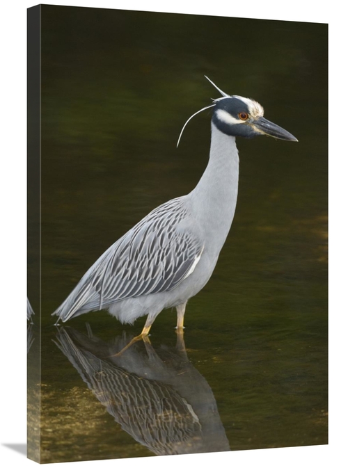 Global Gallery GCS-397424-2030-142 20 x 30 in. Yellow-Crowned Night He