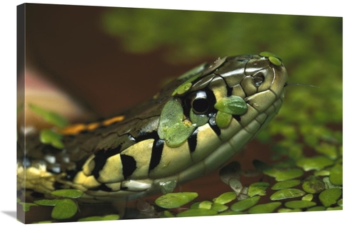 Global Gallery GCS-397505-2436-142 24 x 36 in. Common Garter Snake in 