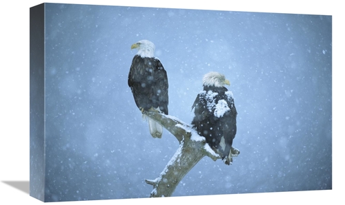 Global Gallery GCS-398305-1218-142 12 x 18 in. Bald Eagles Perched on 