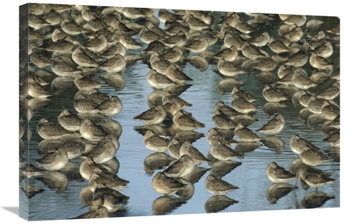 Global Gallery GCS-396751-2030-142 20 x 30 in. Long-Billed Dowitcher F