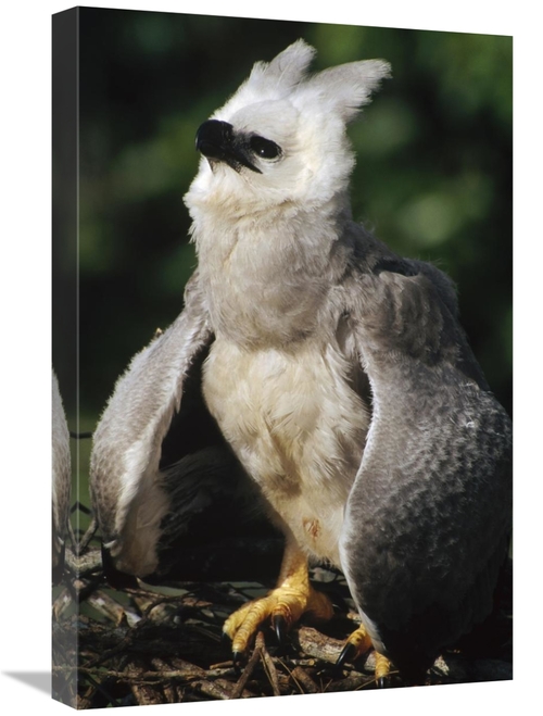 Global Gallery GCS-451209-1624-142 16 x 24 in. Harpy Eagle Juvenile in