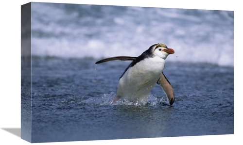 Global Gallery GCS-452446-1218-142 12 x 18 in. Royal Penguin Coming As