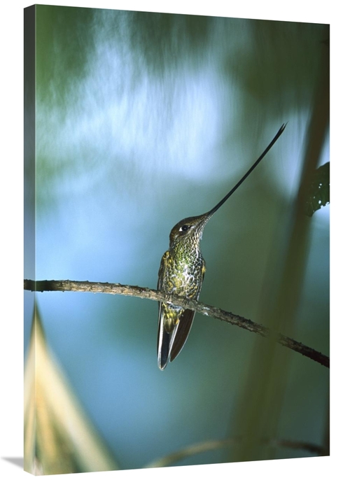 Global Gallery GCS-395594-2436-142 24 x 36 in. Sword-Billed Hummingbir