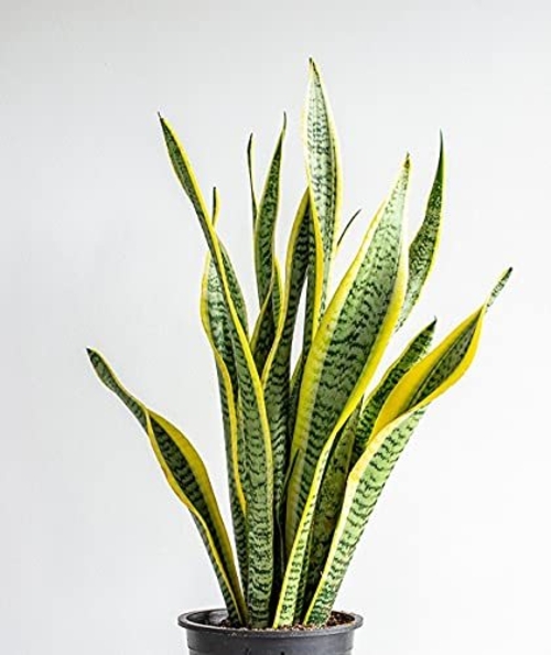 Artificial,Dracaena TRIFASCIATA SANSEVERIA Long Single Clump SANKE