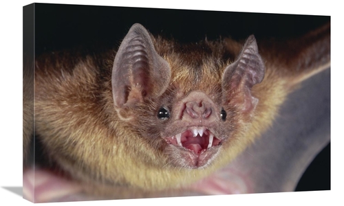 Global Gallery GCS-397232-1624-142 16 x 24 in. Vampire Bat Portrait&#4