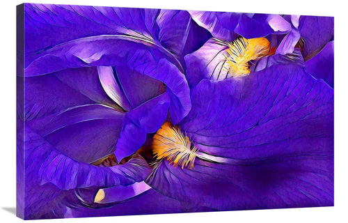 Global Gallery GCS-486600-36-142 36 in. Purple Iris Art Print - Vic Sc