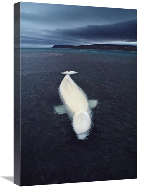 Global Gallery GCS-450728-1624-142 16 x 24 in. Beluga Whale Stranded A