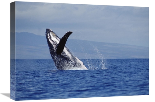 Global Gallery GCS-451025-1824-142 18 x 24 in. Humpback Whale Breachin