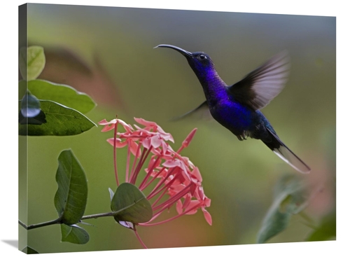 Global Gallery GCS-396666-2432-142 24 x 32 in. Violet Sabre-Wing Male 