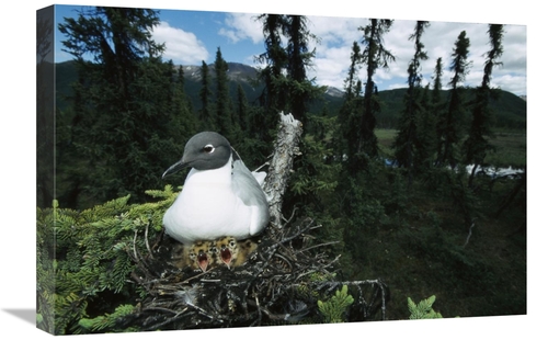 Global Gallery GCS-451912-1624-142 16 x 24 in. Bonapartes Gull on Nest