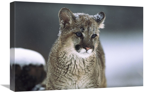 Global Gallery GCS-451949-1624-142 16 x 24 in. Mountain Lion Cub in Sn