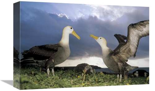 Global Gallery GCS-451371-1218-142 12 x 18 in. Waved Albatross Courtsh