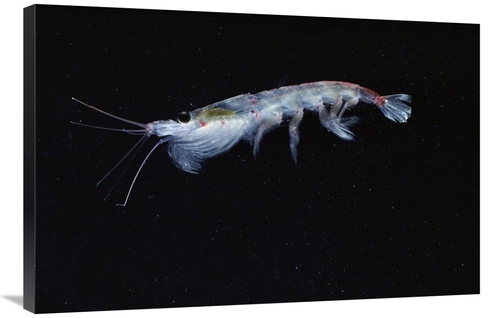 Global Gallery GCS-450634-2436-142 24 x 36 in. Antarctic Krill, An