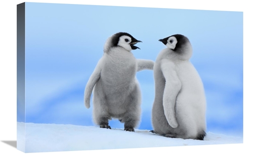 Global Gallery GCS-398275-1624-142 16 x 24 in. Emperor Penguin Pair
