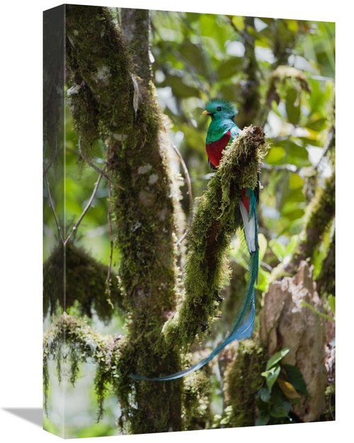 Global Gallery GCS-452660-1218-142 12 x 18 in. Resplendent Quetzal Mal