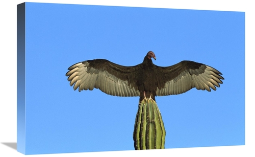 Global Gallery GCS-453309-1624-142 16 x 24 in. Turkey Vulture Perching