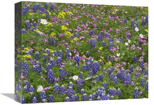 Global Gallery GCS-395957-1216-142 12 x 16 in. Sand Bluebonnet Flowers